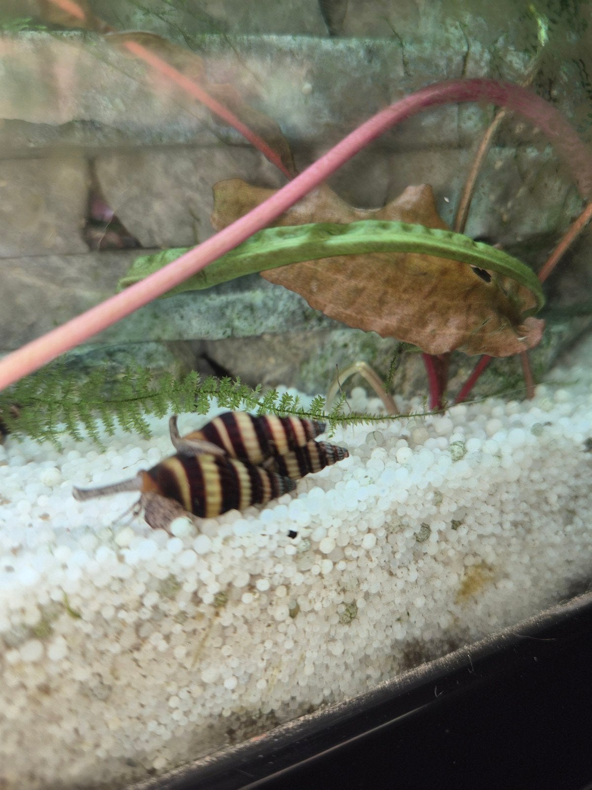 Slakken, Dieren en Toebehoren, Slak of Weekdier
