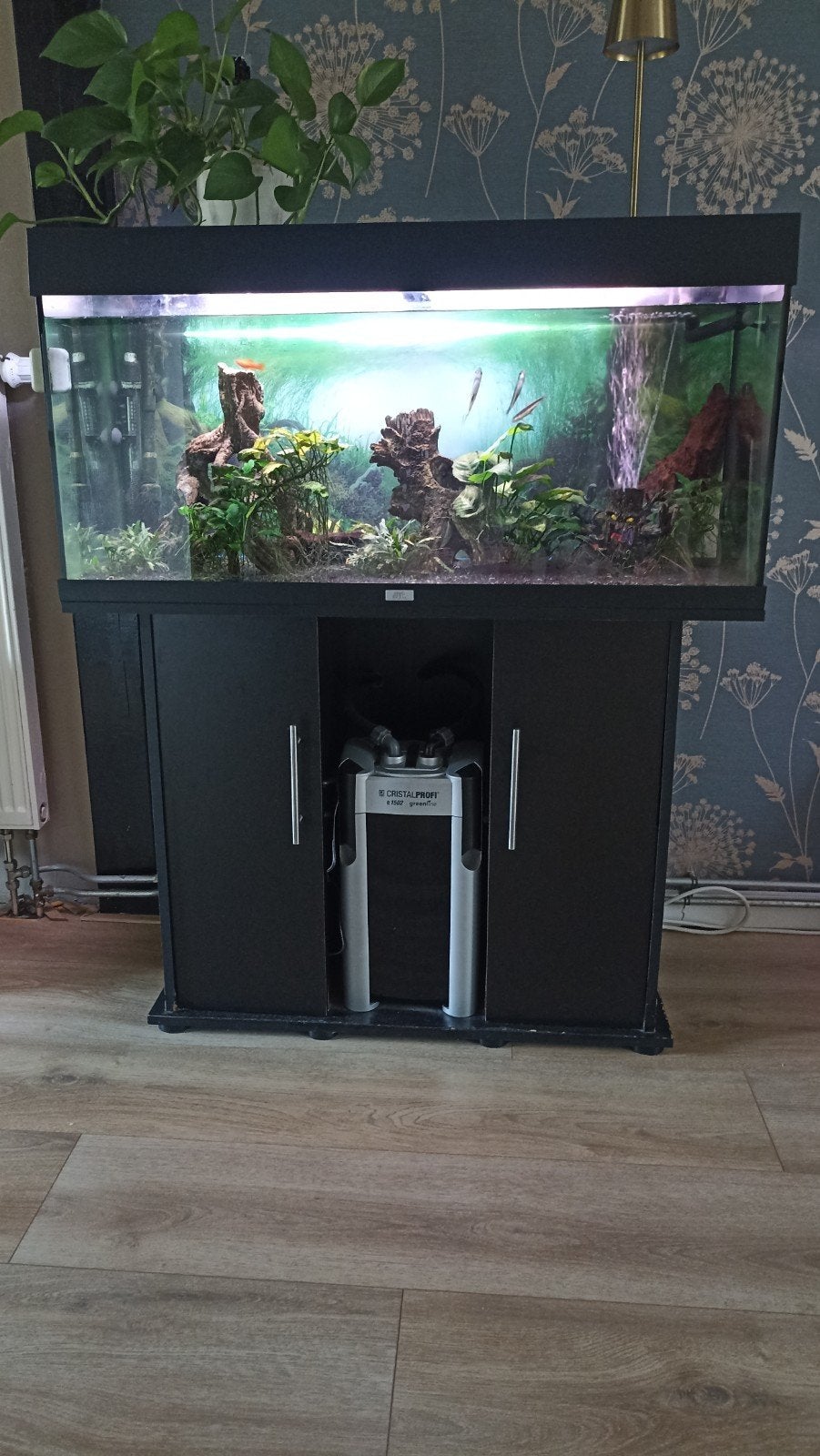 Juwel aquarium 100x40x52, Ophalen, Inclusief toebehoren, Gevuld zoetwateraquarium