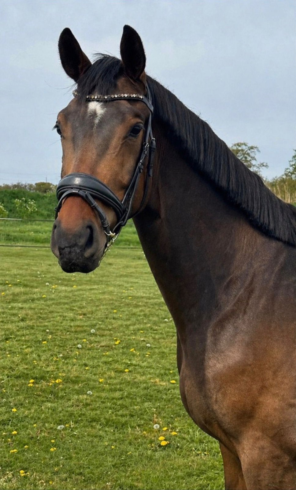 3 jarige ruin (Nashvill x Houston), Met stamboom, Ruin, Dressuurpaard, Onbeleerd