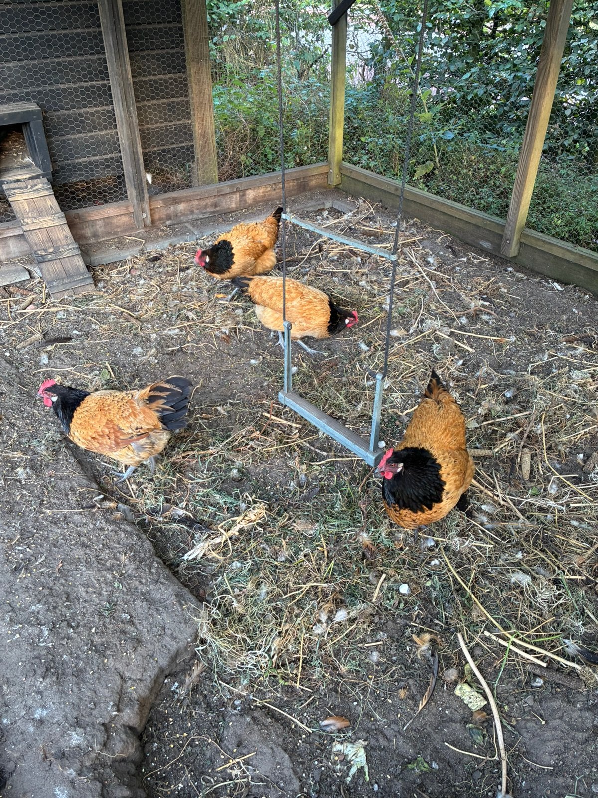 Voorwerk kippen, Dieren en Toebehoren, Pluimvee, Vrouwelijk, Kip
