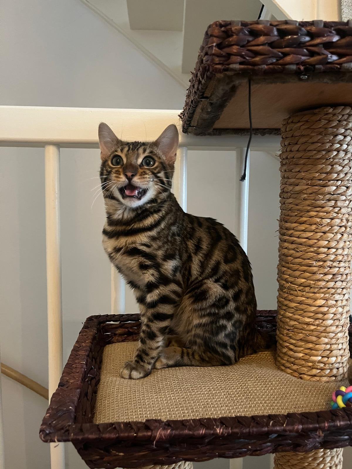 Lieve Sociale Bengaalse Kitten + automatische kattenbak, Dieren en Toebehoren, Kater, Gechipt, 0 tot 2 jaar