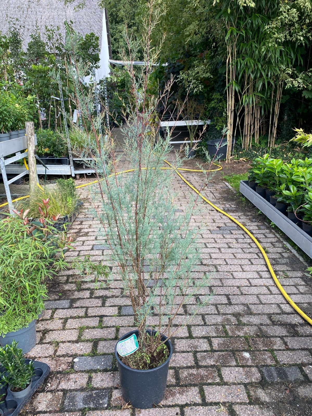Tamarix ramosissima 'Hulsdonk White' - Tamarisk, Volle zon, Vaste plant, Zomer, Ophalen
