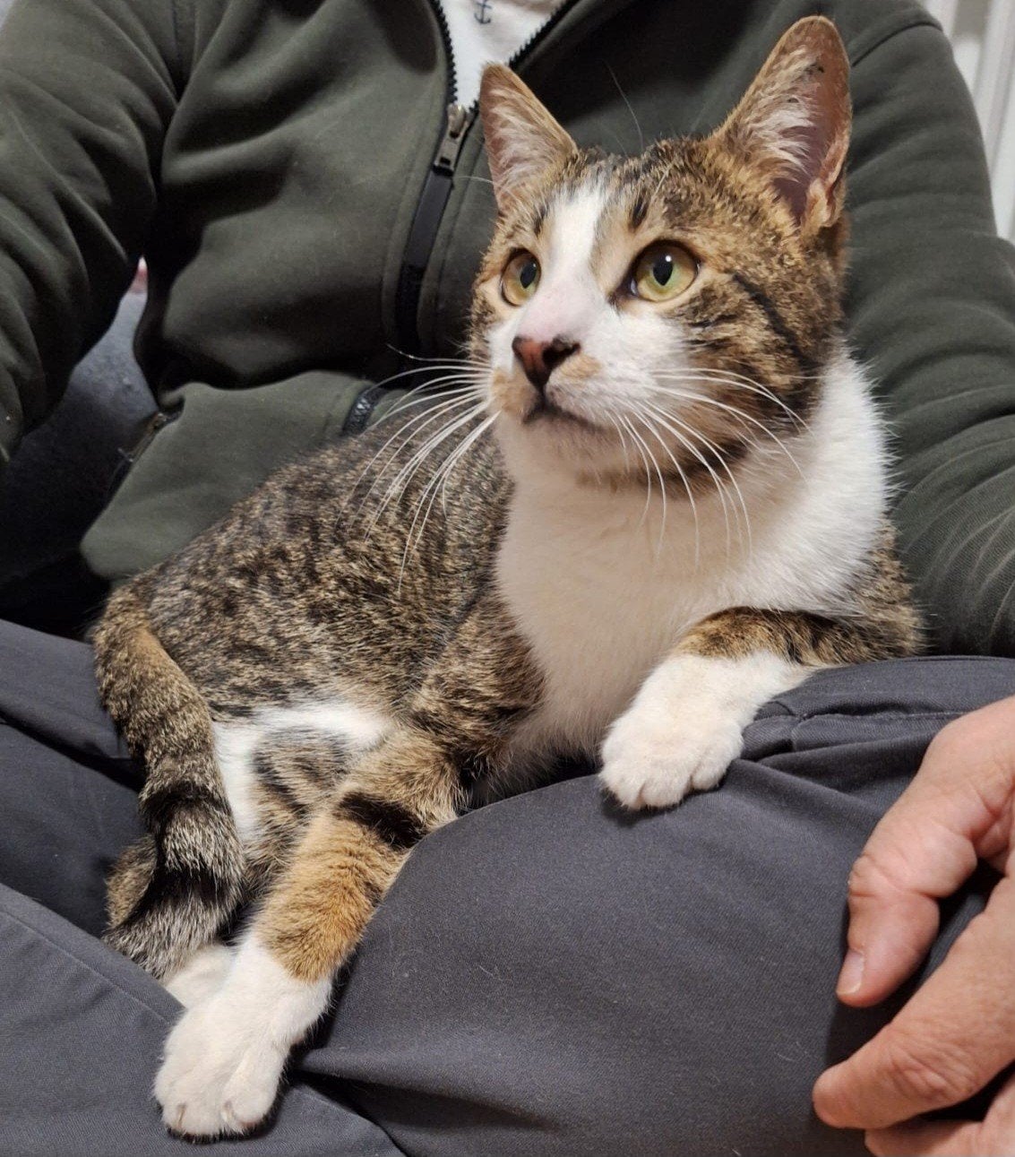 Jimmy een super lieve kater van 1.5 jaar, Dieren en Toebehoren, Katten en Kittens | Overige Katten, Kater, Kortharig, 0 tot 2 jaar