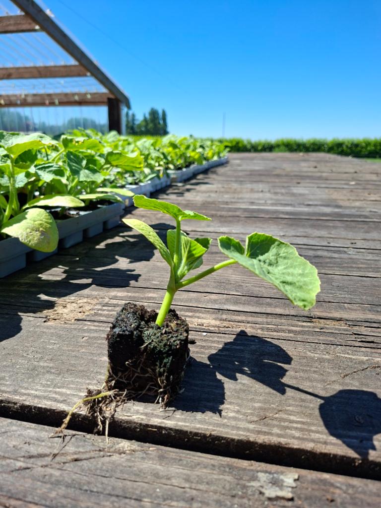 Pompoenplantjes, diverse (eetbare)soorten , goed afgehard, Ophalen, Eenjarig, Groenteplanten, Volle zon