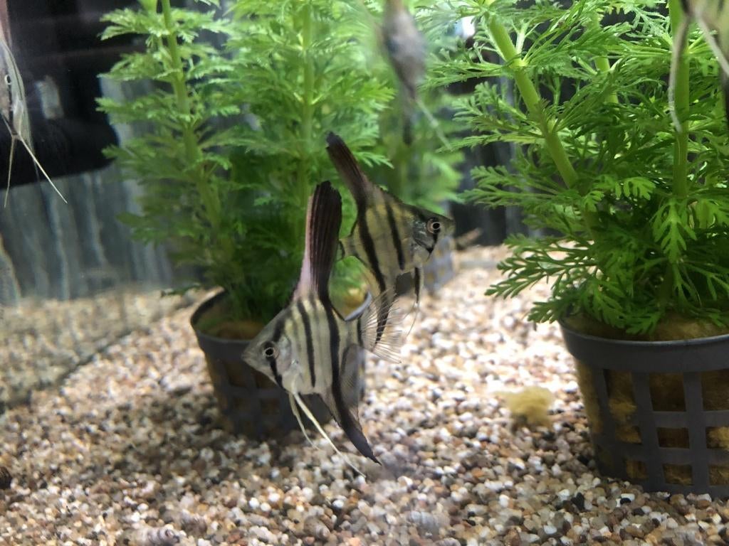maanvis altum peru 10/12 cm €12,50, Dieren en Toebehoren, ., Overige typen, Nieuw, Ophalen of Verzenden