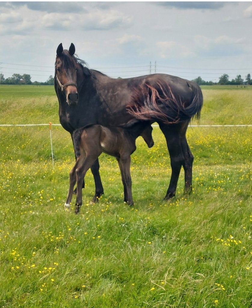 5 jarige mooie fokmerrie, Dieren en Toebehoren, Paarden en Pony's | Dekhengsten en Fokmerries, Merrie