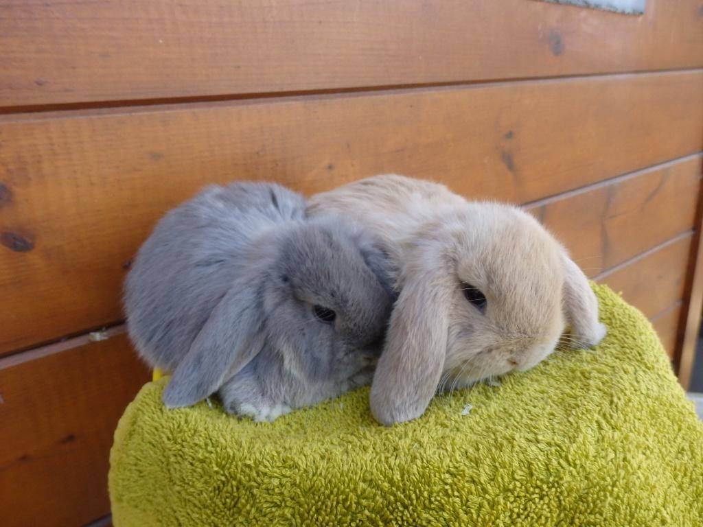 nhd, koppeltje,, Dieren en Toebehoren, Konijnen, Meerdere dieren, Dwerg, Hangoor, 0 tot 2 jaar