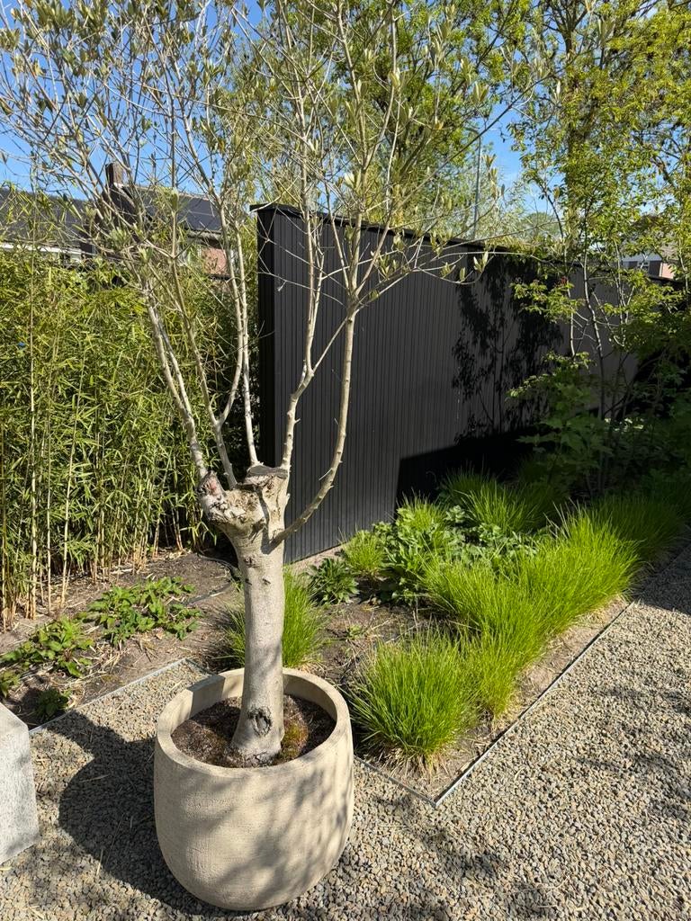 2 olijfbomen zonder potten, Ophalen, Volle zon, Olijfboom, 100 tot 250 cm