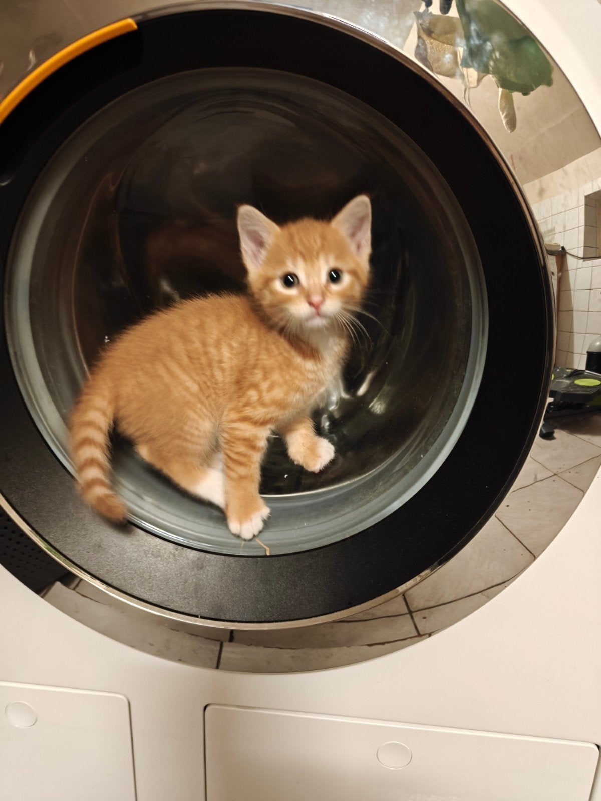 jonge poesjes, Dieren en Toebehoren, Poes