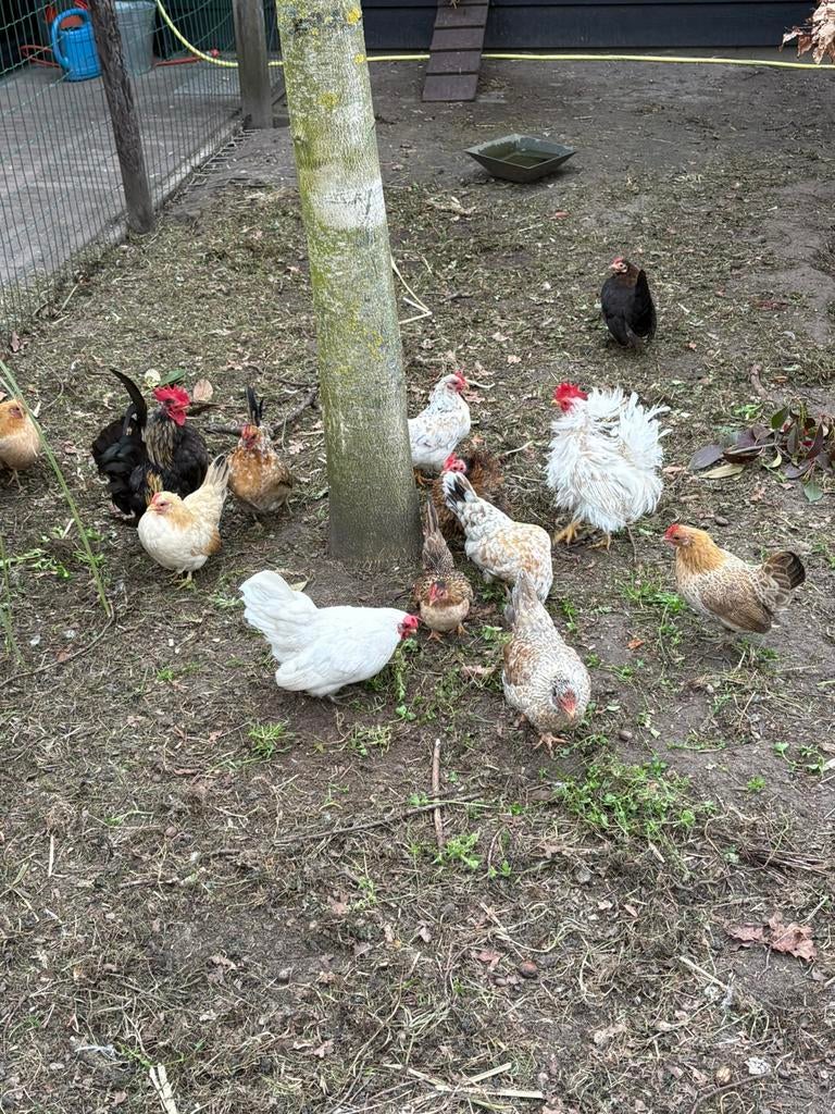 Prachtige Serama kipjes, Dieren en Toebehoren, Pluimvee, Vrouwelijk, Kip