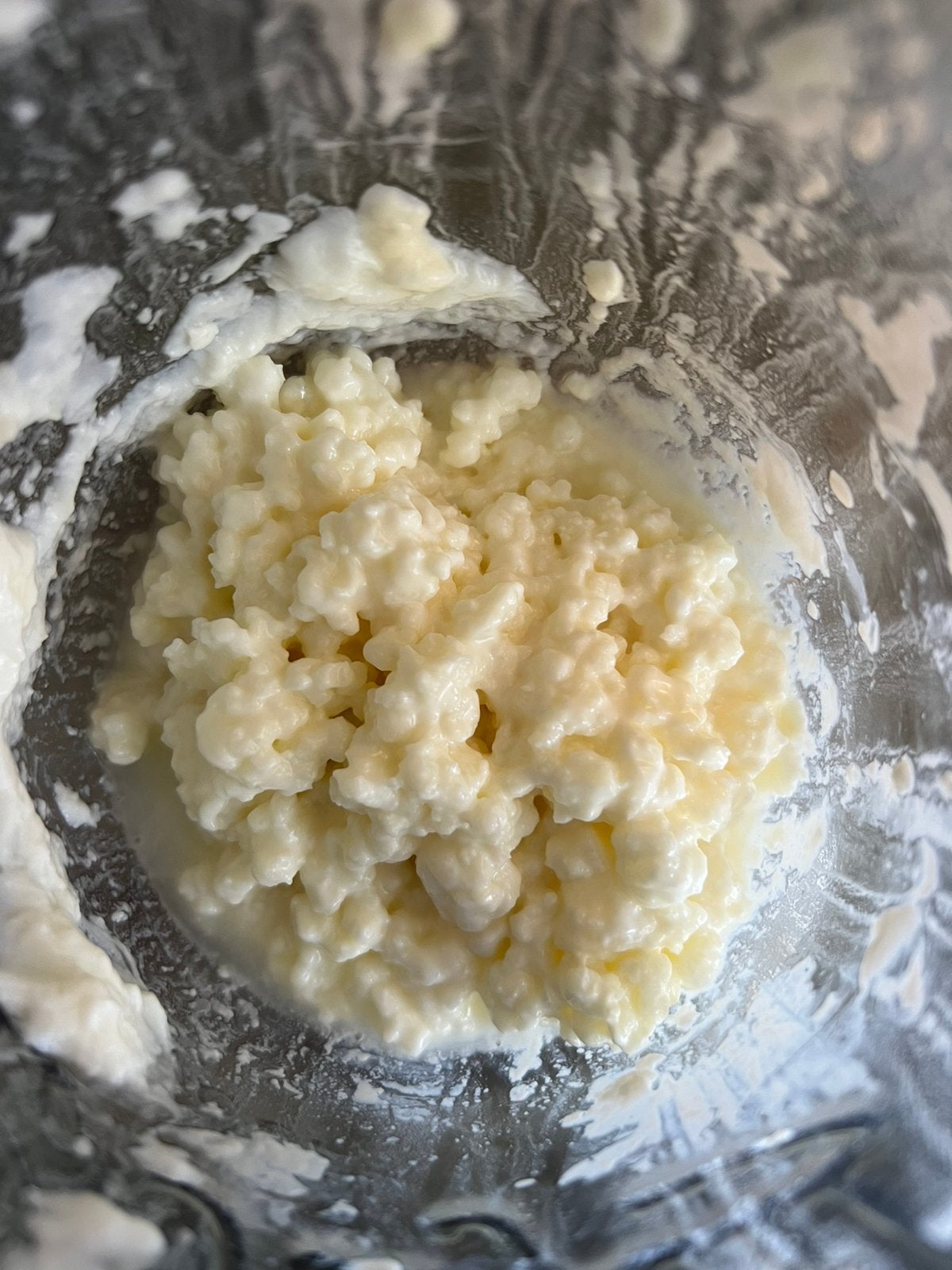 Melk kefirkorrels (vers), Ophalen