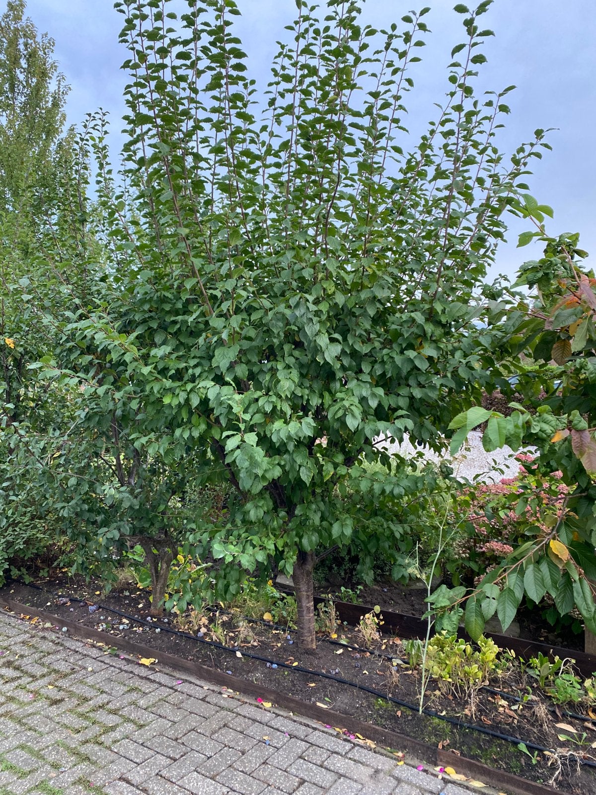 Gratis Fruitbomen GERESERVEERD, Tuin en Terras, Ophalen, Overige soorten, 100 tot 250 cm