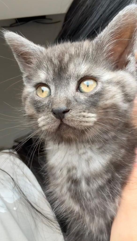 Britse korthaar kitten, Dieren en Toebehoren, Katten en Kittens | Raskatten | Langhaar, Kater, Ontwormd
