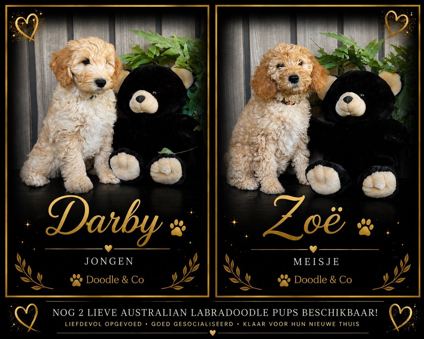 Nog twee lieve Australian Labradoodle pups beschikbaar!, Parvo, Overige rassen, 8 tot 15 weken, Meerdere