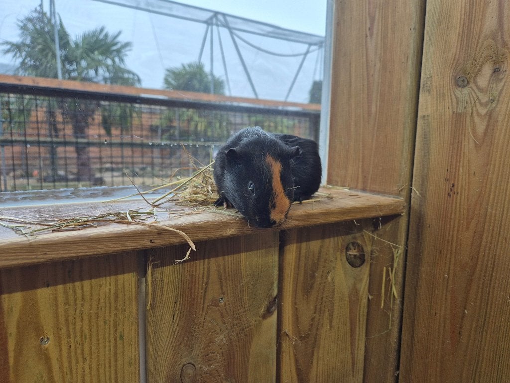 Cavia's | veel keuze | Beertjes en Zeugjes | Gezonde dieren, April, Meerdere dieren, Cavia
