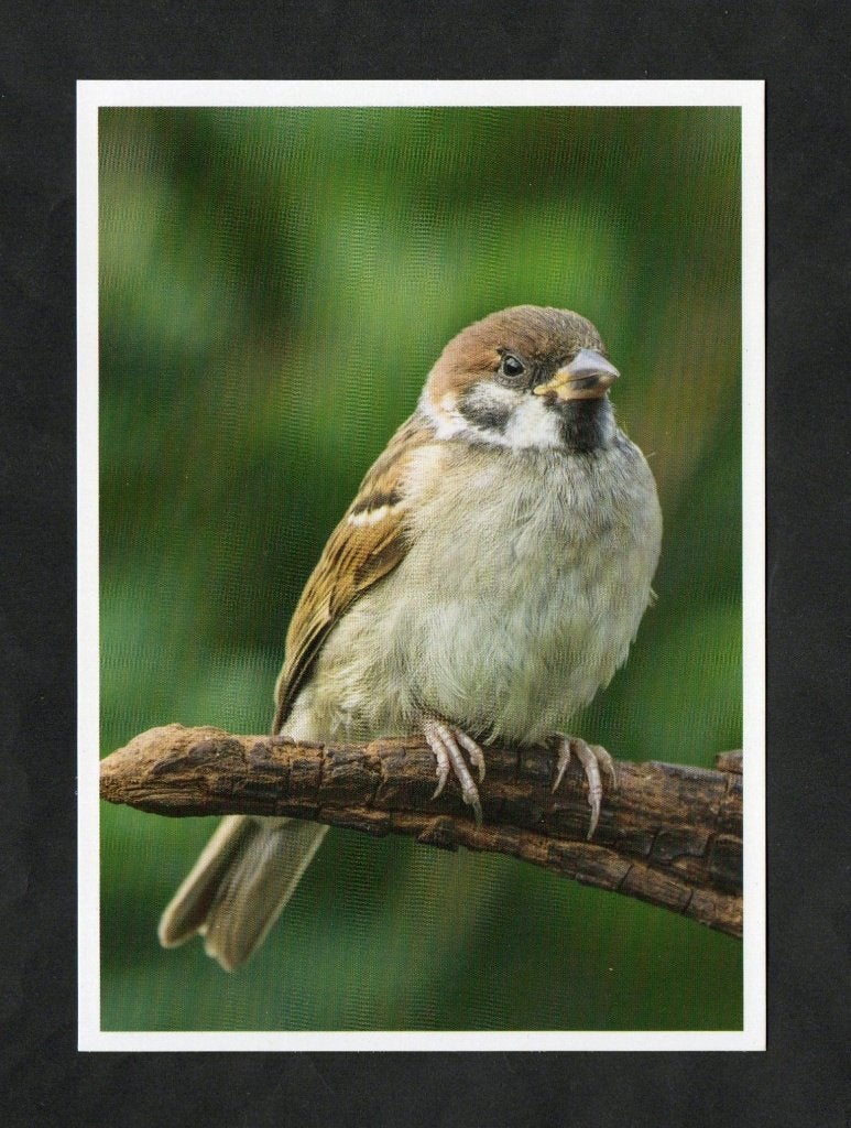 Mus op Tak Huismus Passer Domesticus., Ophalen of Verzenden, 1980 tot heden, Ongelopen, Vogel