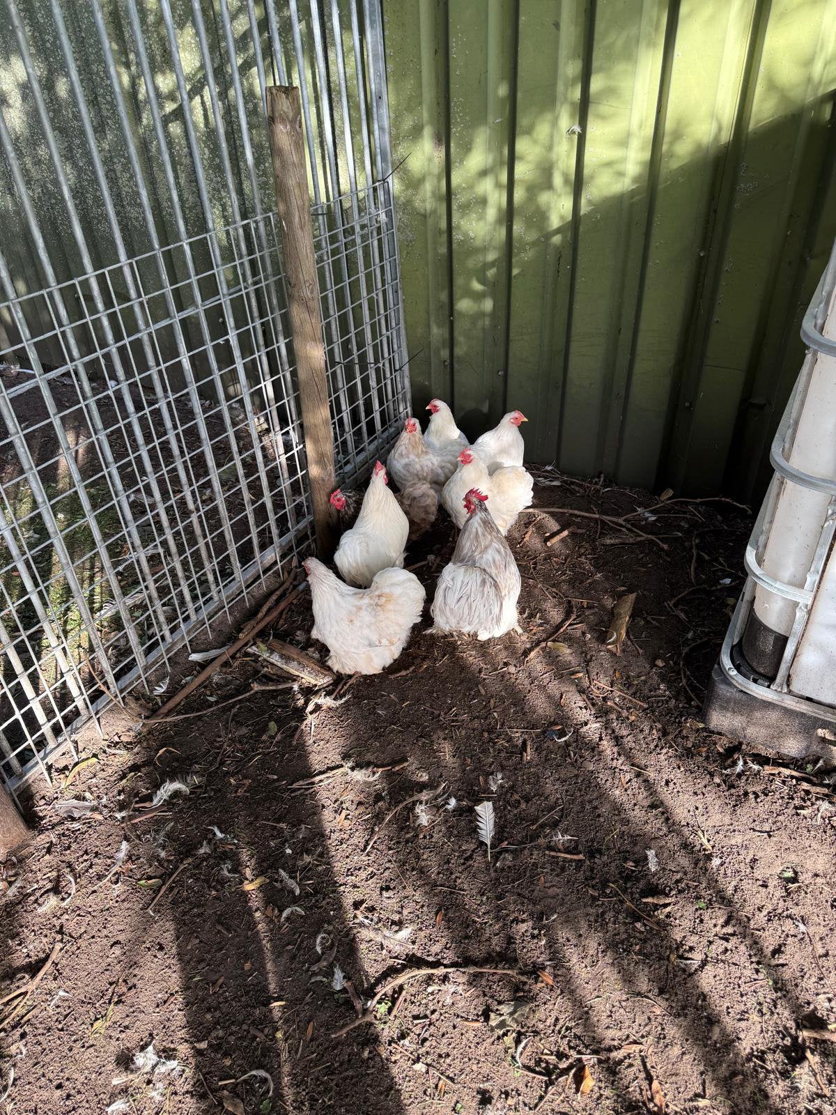 Cochin setjes te koop, kriel, aan de leg. Hennen & hanen, Dieren en Toebehoren, Meerdere dieren, Kip
