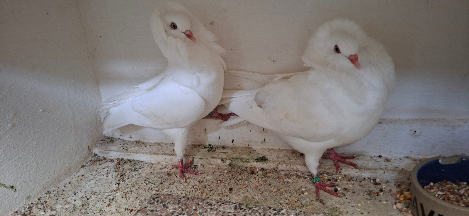 te koop sierduiven Oudhollands kapucijnen duiven, Meerdere dieren, Overige soorten