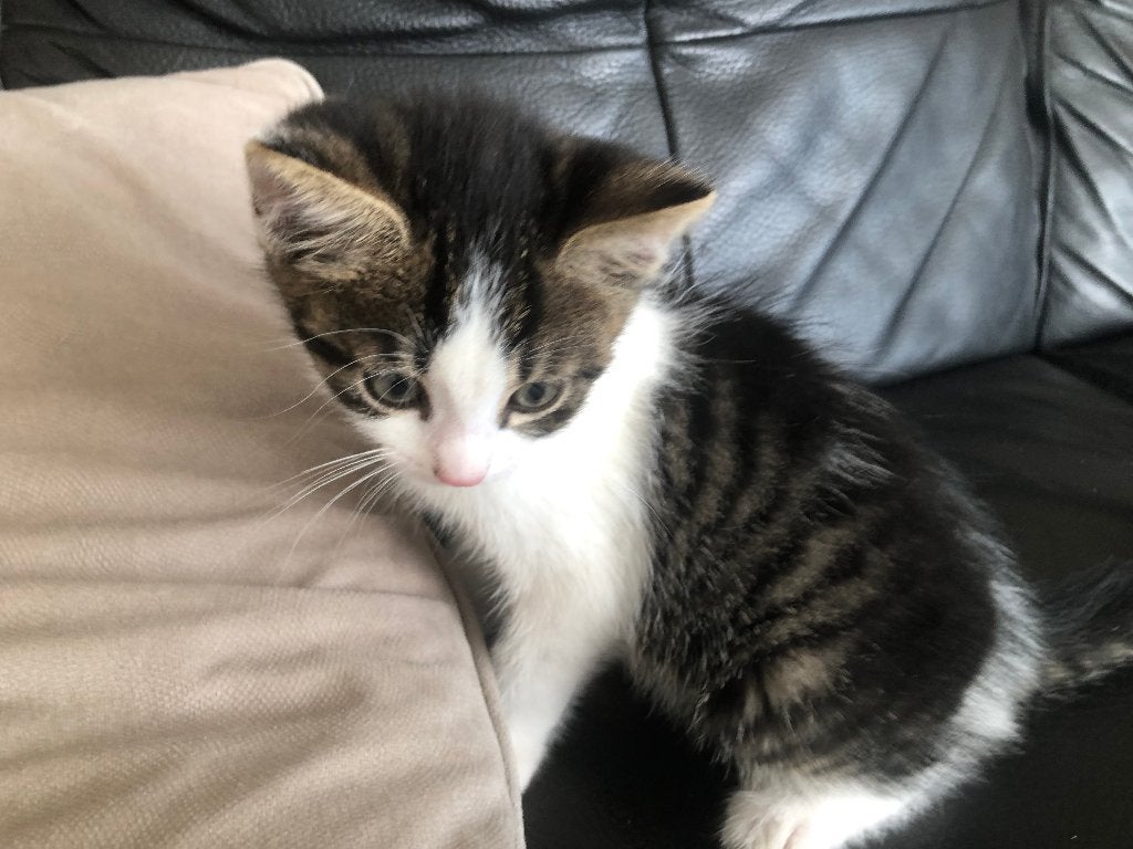 Lieve kitten poesje (vrouwtje) cypers gestreept met wit, Dieren en Toebehoren, Katten en Kittens | Raskatten | Korthaar, Poes