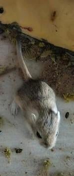 gerbil, Januari, Meerdere dieren, Overige typen, Tam