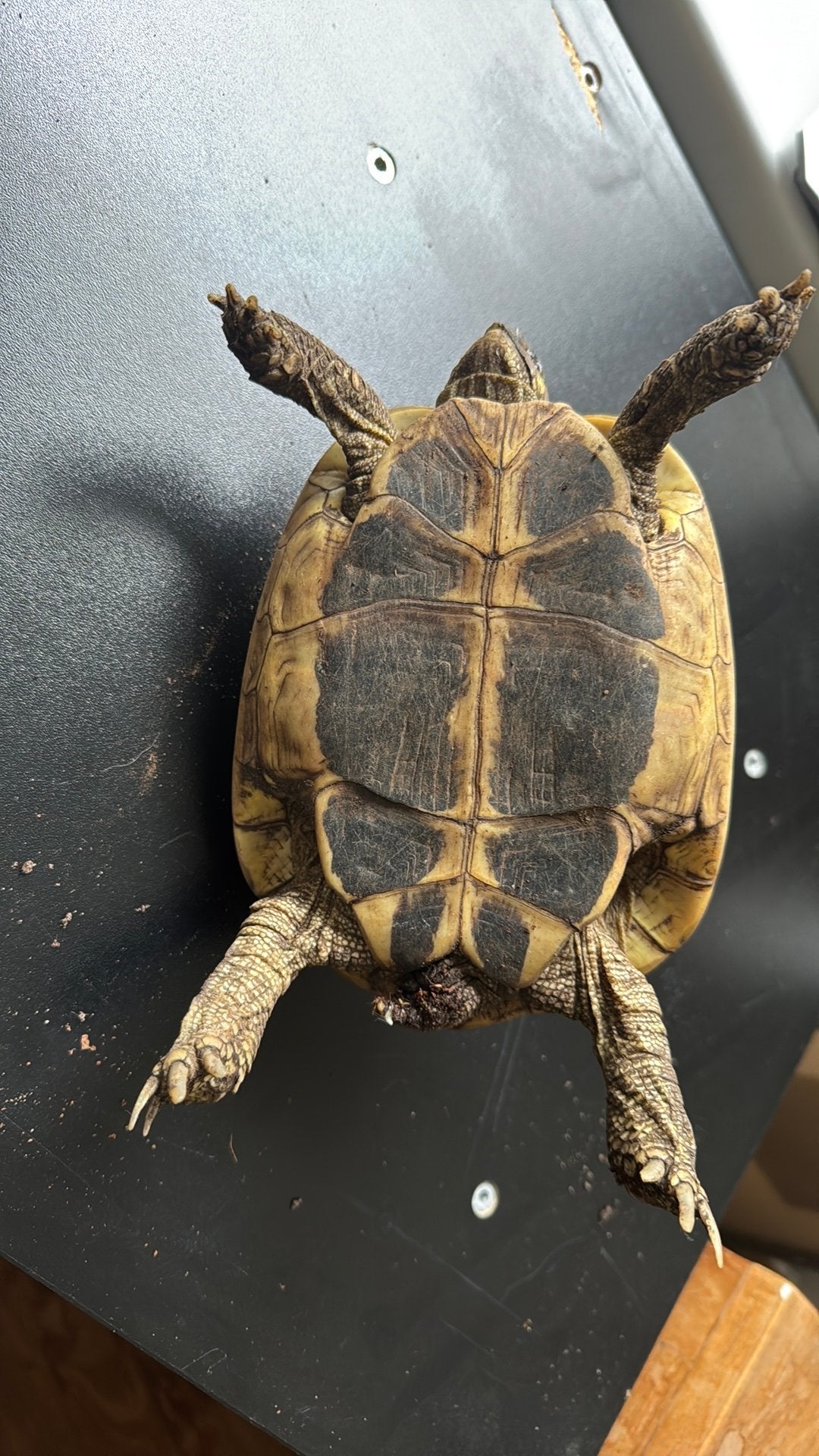 Testudo Herm. Hermanni vlw vrouw Tortoise photo 4