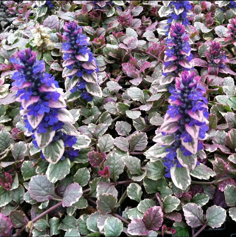 Tuinplanten - Ajuga Burgundy Glow - Chemievrij - P9, Bodembedekkers, Vaste plant, Ophalen of Verzenden, Halfschaduw