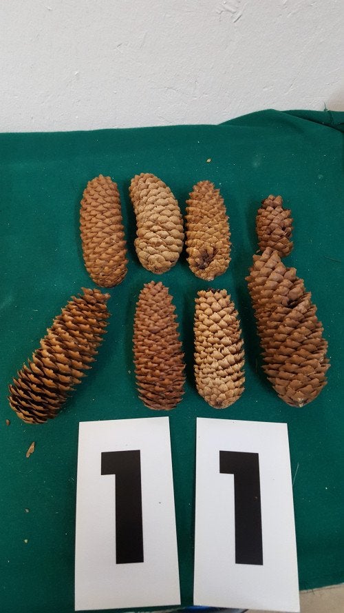 11 ] 8 x denne  appels, Diversen, Kerst, Ophalen of Verzenden, 'T Olde Gre-j, Info@toldegrej.nl, Endepoelstraat 20f Didam