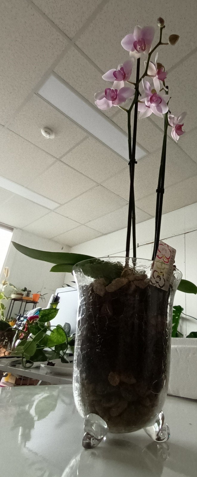 Elegante Orchidee Kamerplant in Glazen Vaas, Nieuw, Ophalen of Verzenden, Glas, Met patroon/structuur