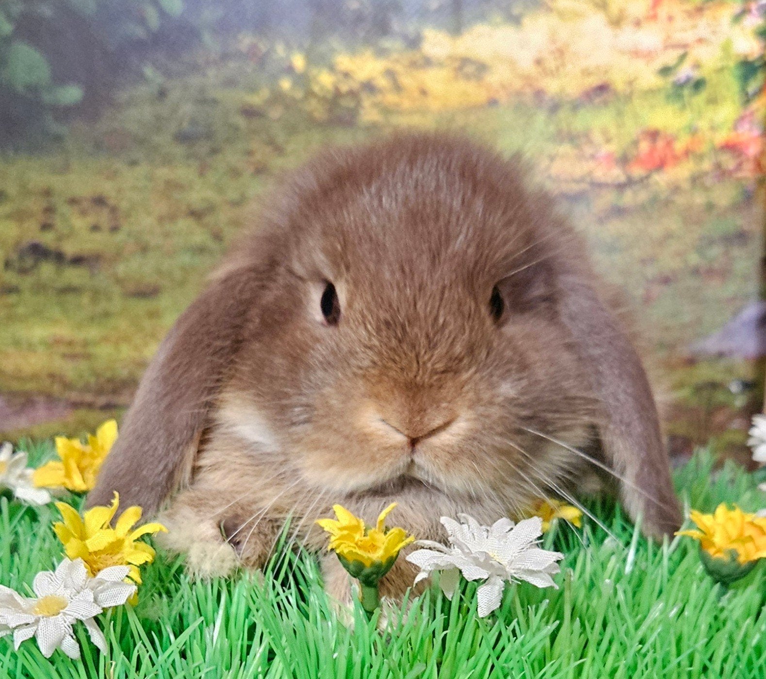 lieve Nederlandse hangoor dwerg konijntjes  minilop, Dieren en Toebehoren, Konijnen, Meerdere dieren, Dwerg, Hangoor