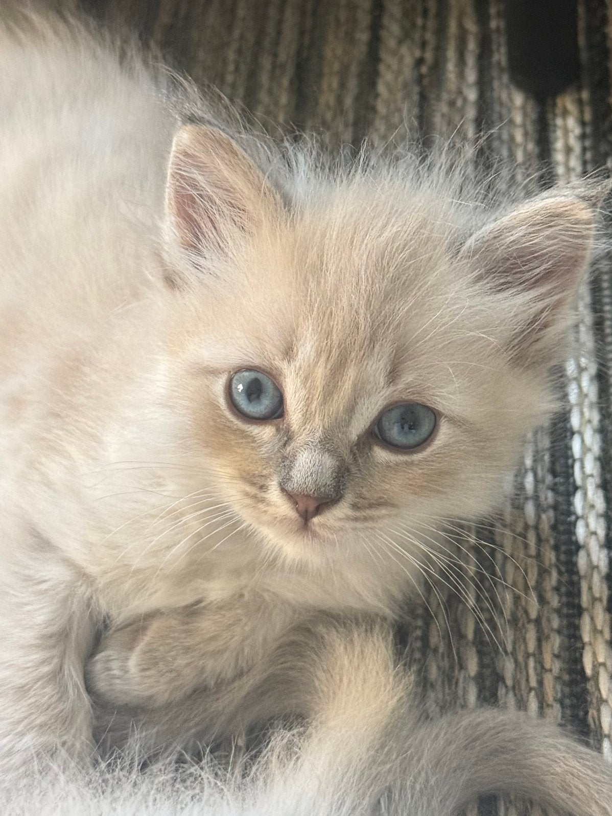 💞Superlieve Ragdoll kittens - met de fles groot gebracht 💞, Meerdere dieren, Gechipt, 0 tot 2 jaar
