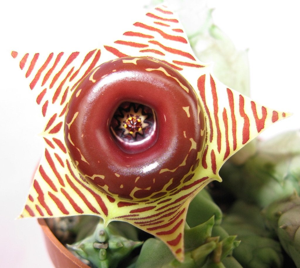 Cactussen en vetplanten, mooie huernia's, Huis en Inrichting, Ophalen of Verzenden, Halfschaduw, Minder dan 100 cm