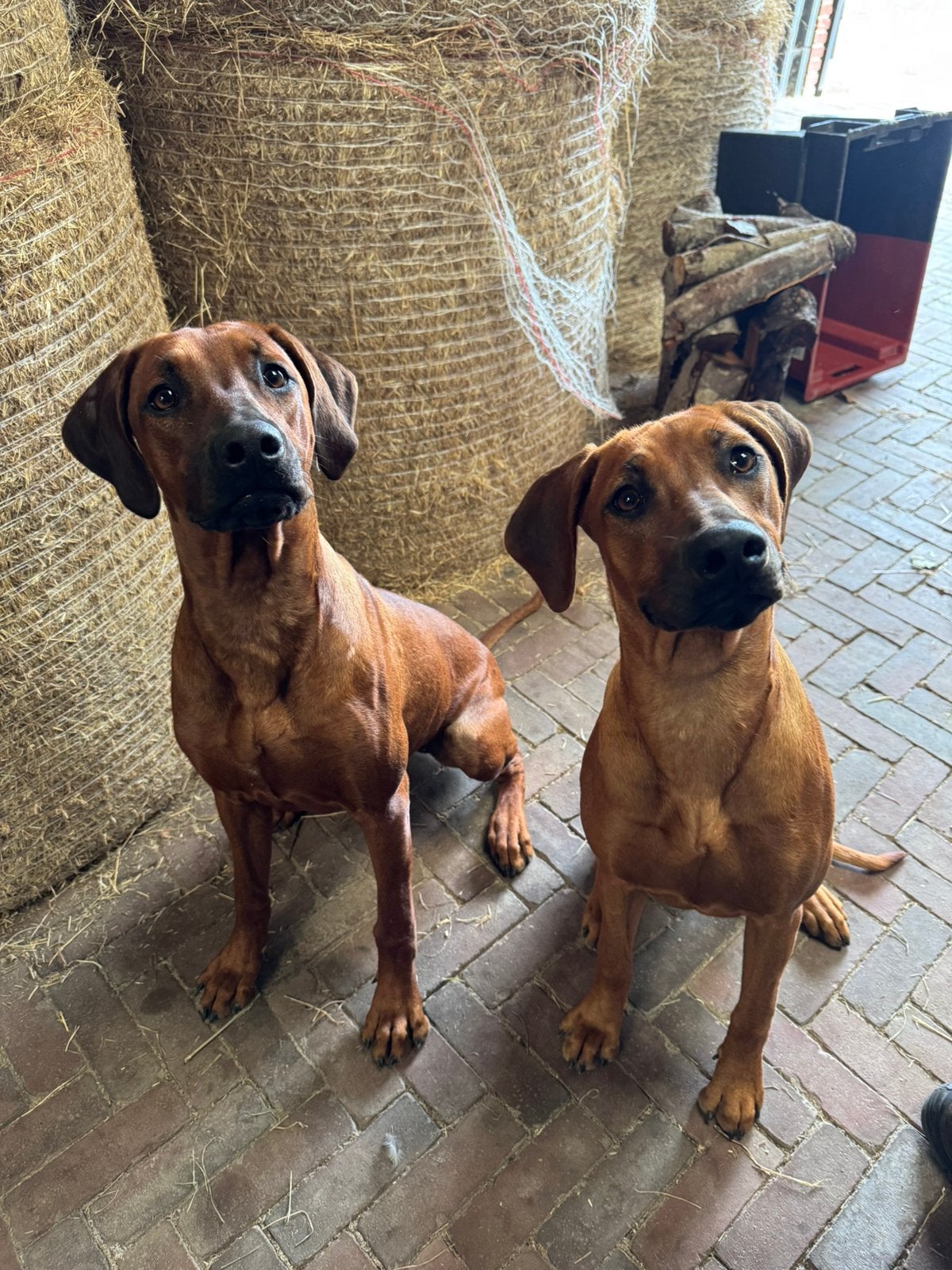 2 Rhodesian Ridgeback teefjes, 15 weken tot 1 jaar, Overige rassen, Teef, Meerdere