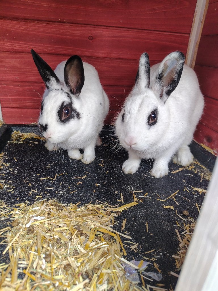 Konijn, Dieren en Toebehoren, Vrouwelijk, Middelgroot, 0 tot 2 jaar