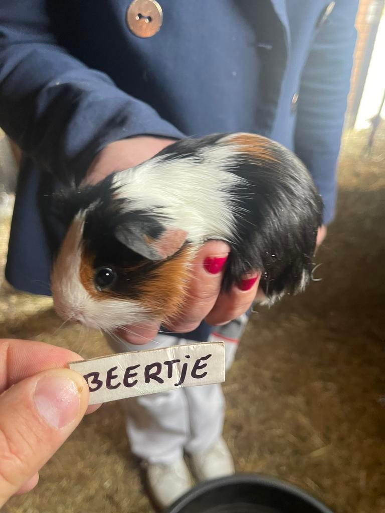 Cavia jonge beertjes, mannetjes. Samen 5,-!!, Cavia, April, Mannelijk, Tam