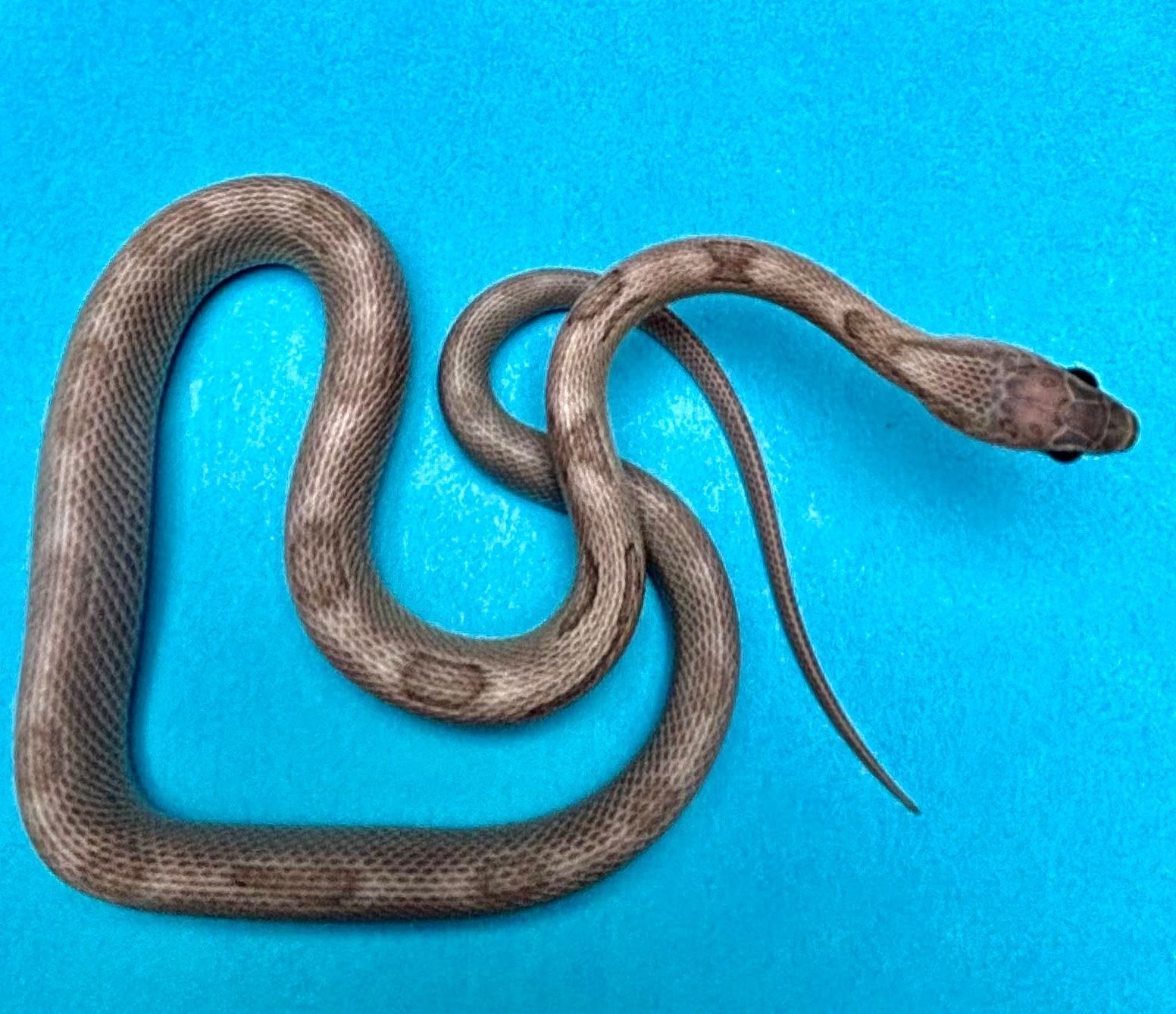 Div rattenslangen Rat Snake photo 4