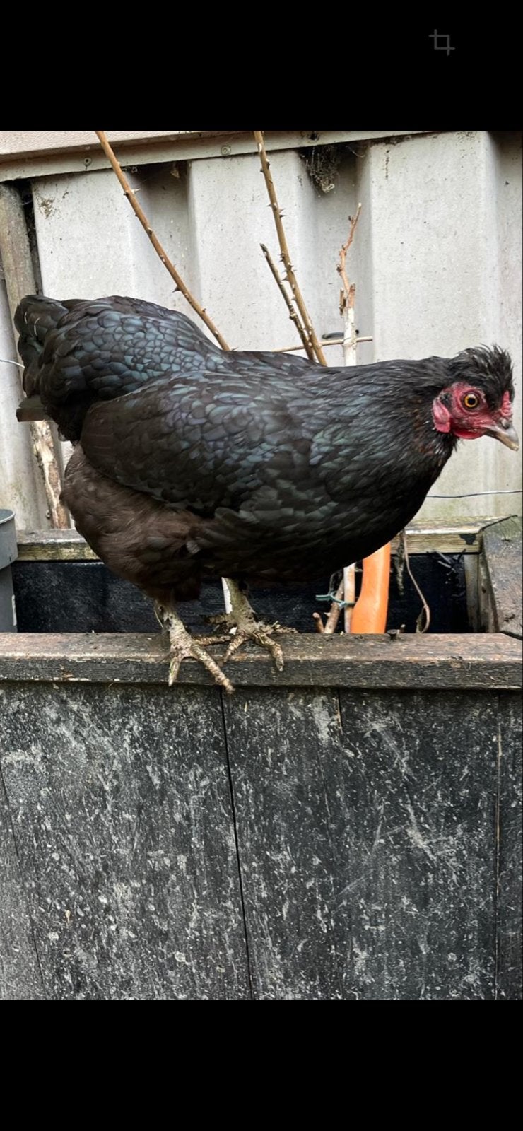 Hennen Kip 2 stuks leggen eieren 2 voor 14 euro, Dieren en Toebehoren