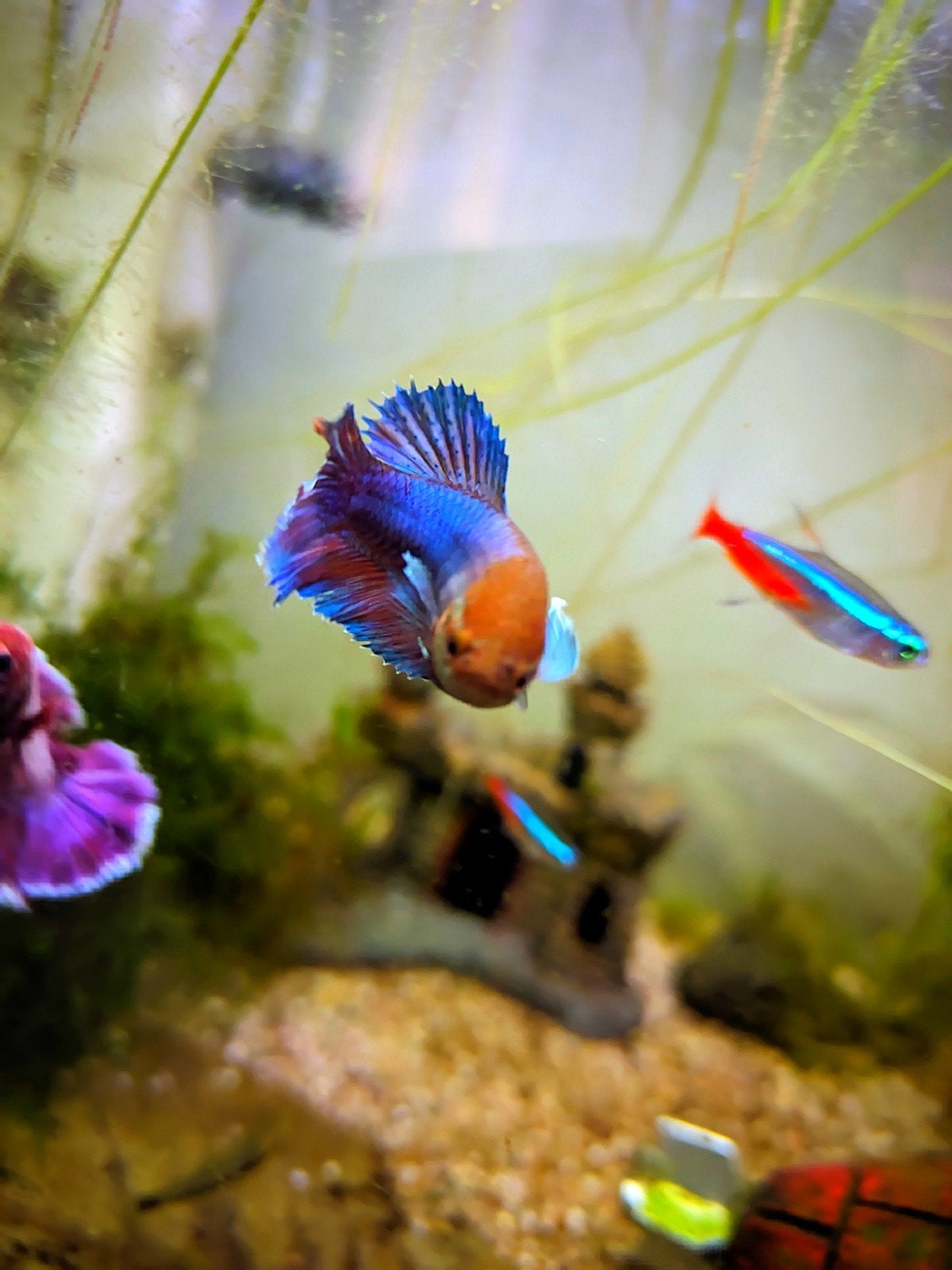 Tropische aquariumvissen te koop: neontetra's, guppy's, Endl, Dieren en Toebehoren, Vissen | Aquariumvissen, Vis