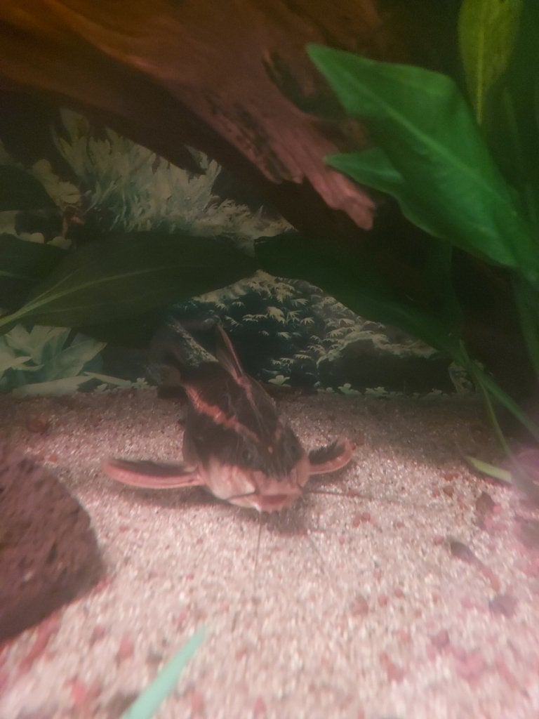 Pleco algeneter & meerval, Vis, Zoetwatervis