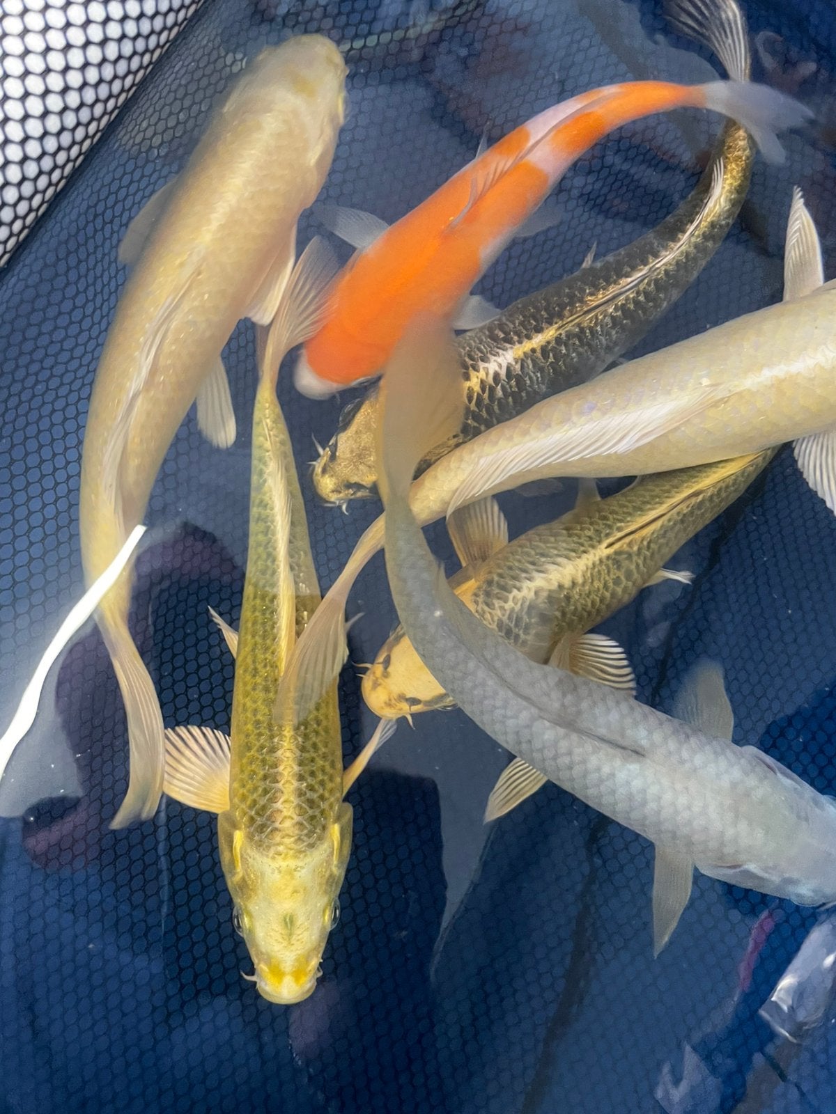Laatste 7 koi 25-30 cm 40€ ps Of 7 voor 180€, Dieren en Toebehoren, Vissen | Vijvervissen, Karper of Koi