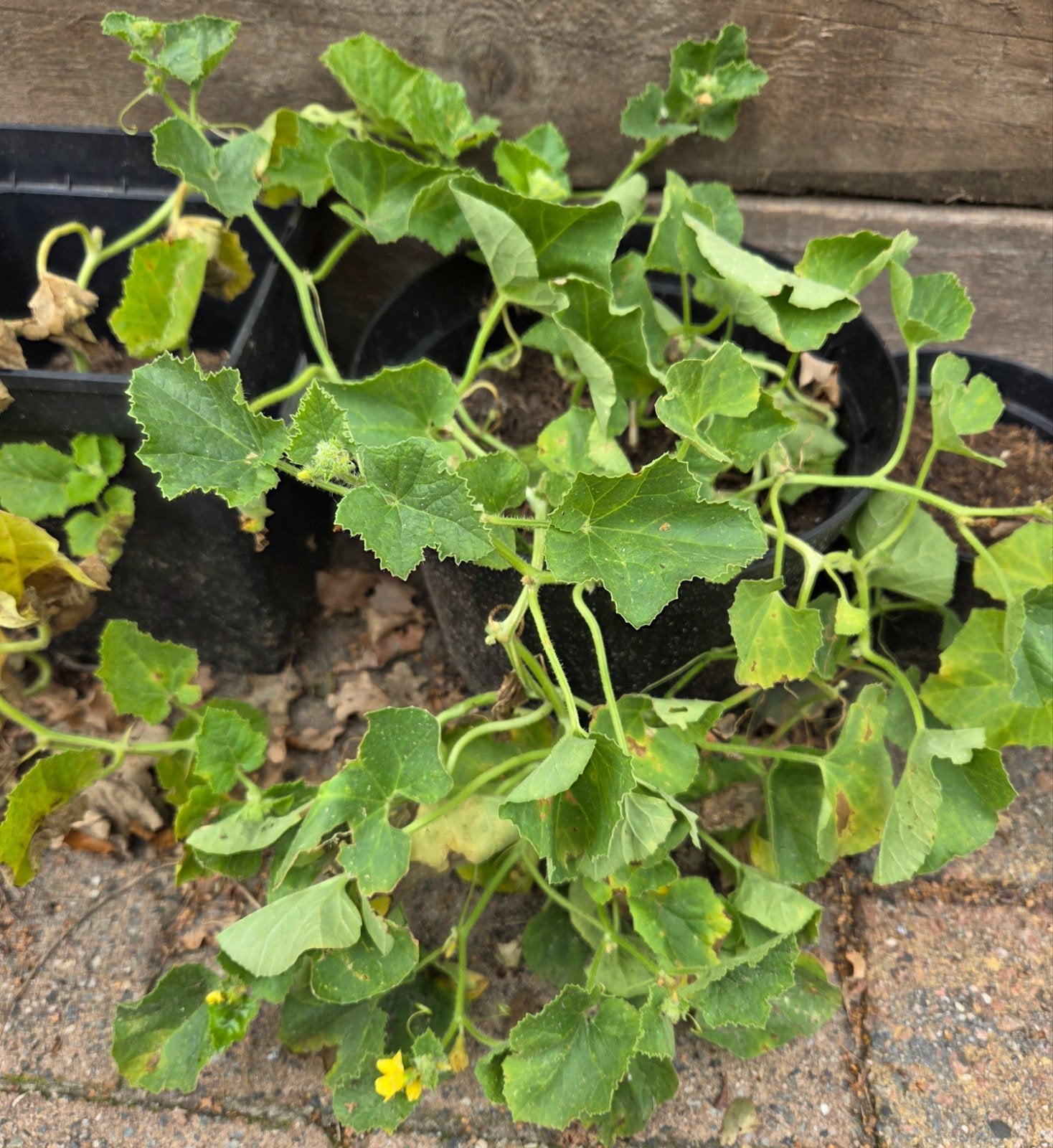 Galia meloen planten €1,= / stuk, Tuin en Terras, Ophalen, Minder dan 100 cm, Overige soorten, In pot