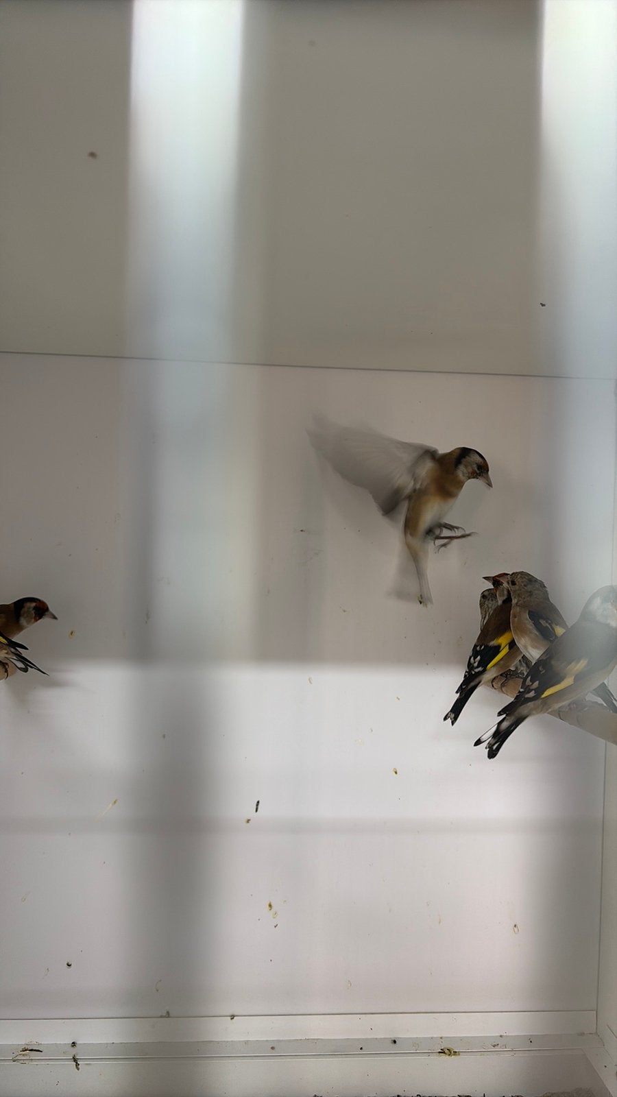 Klein putters, Dieren en Toebehoren, Vrouwelijk, Wildzangvogel