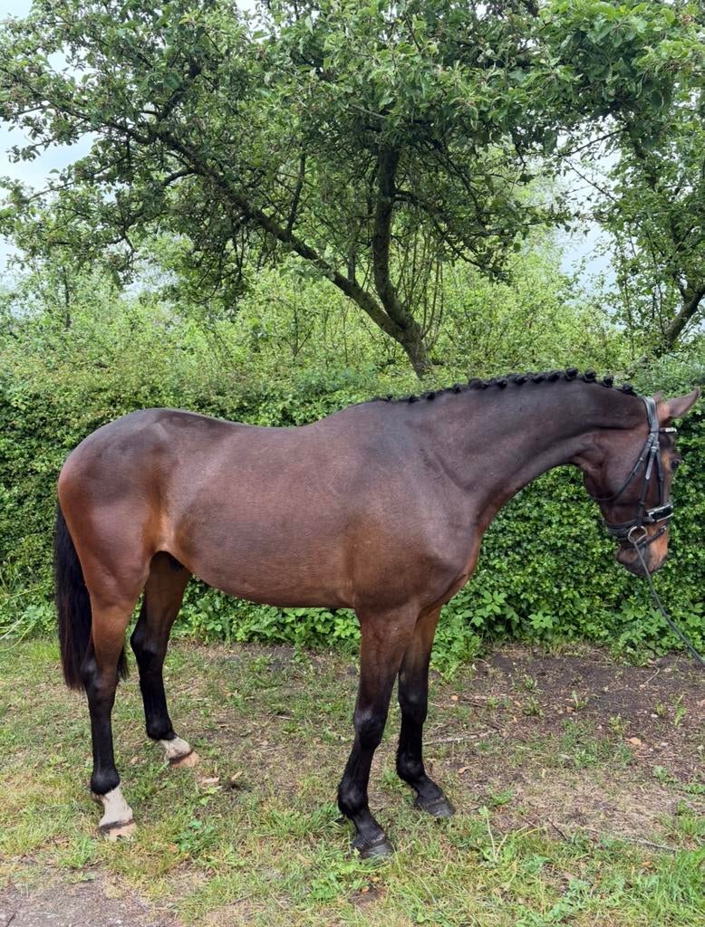 3 jarige E pony, Dieren en Toebehoren, Pony's, Ruin, Zadelmak, 3 tot 6 jaar, Gechipt