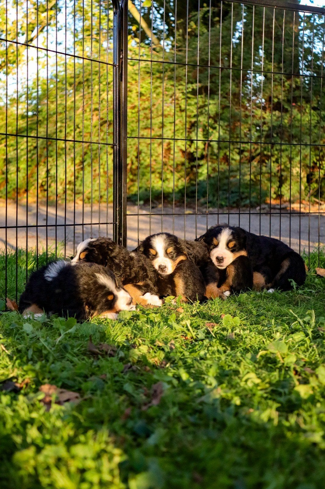 Raszuivere Berner Sennen pups te koop, 8 tot 15 weken, Meerdere, Meerdere dieren, CDV (hondenziekte)