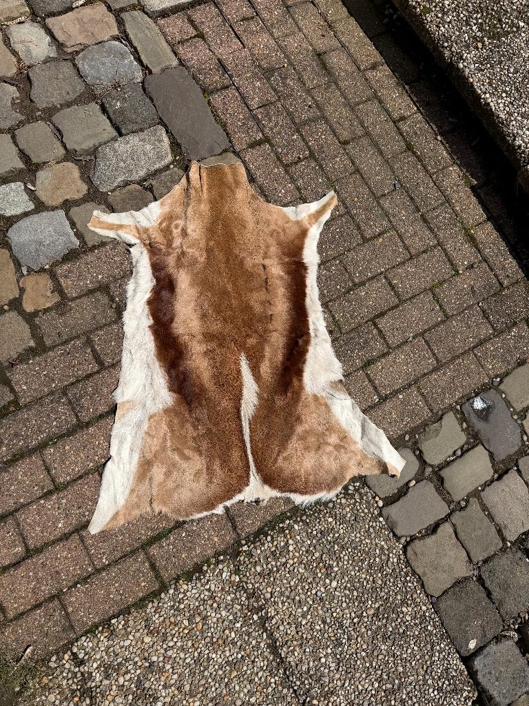 Springbok Huid - exotisch Vloerkleed - wit & (licht)bruin, Zo goed als nieuw, Overige vormen, Bruin, 50 tot 100 cm