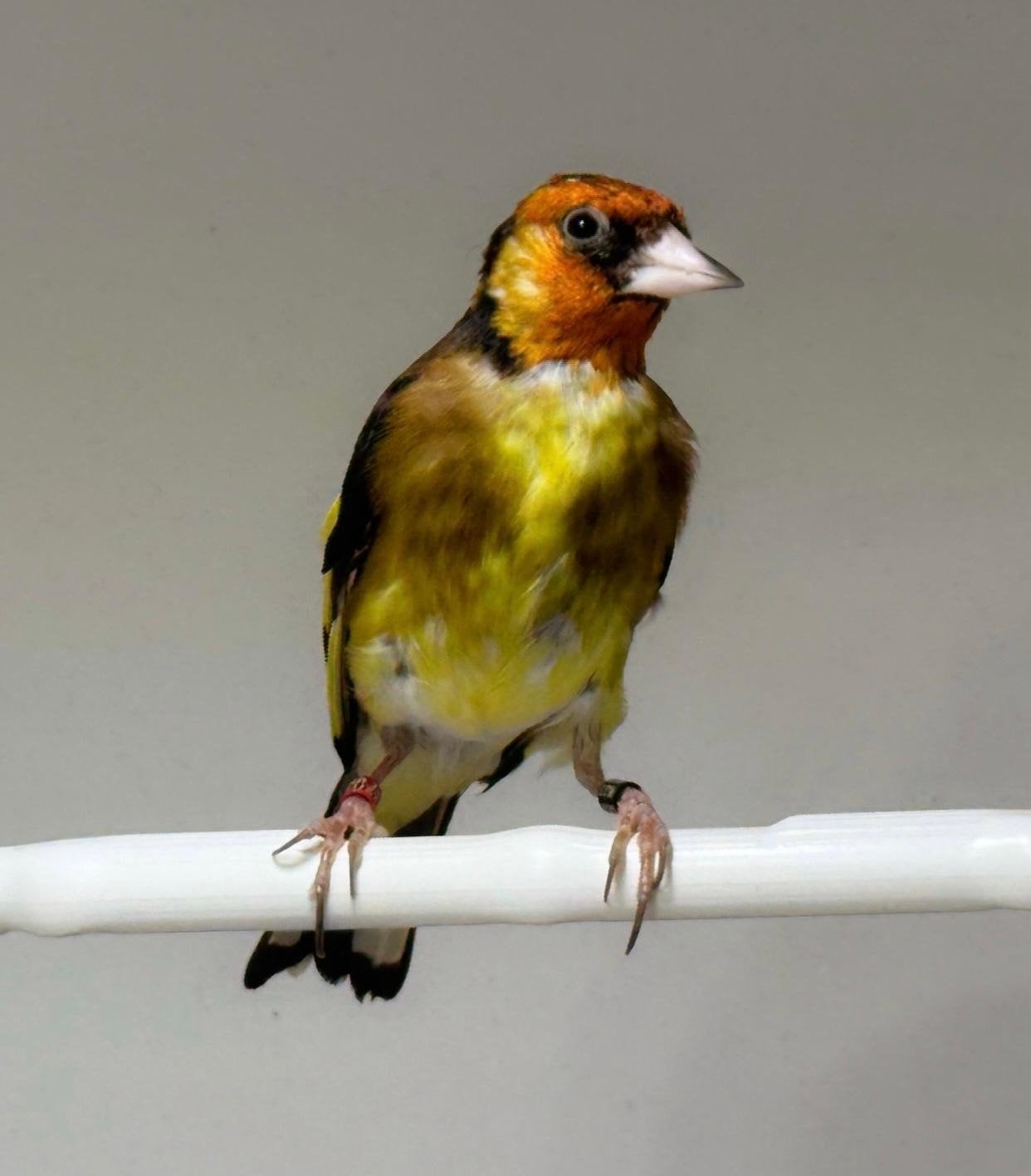 Mooie gele parva putter 2025, Vrouwelijk, Wildzangvogel