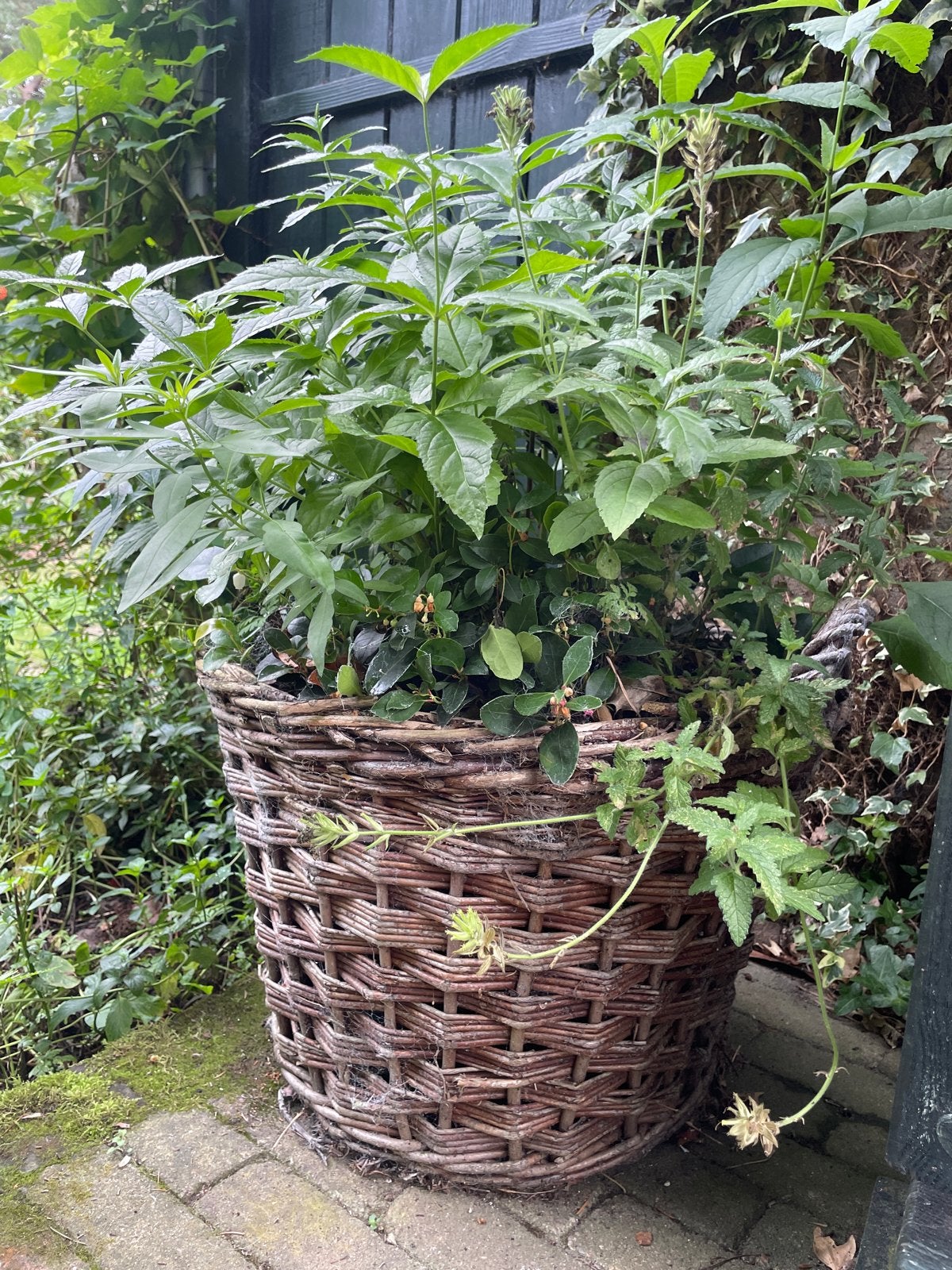 Grote rieten bloempot met planten, Ophalen, Overige materialen, Gebruikt, Rond