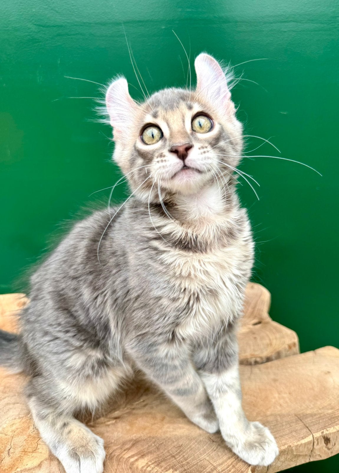 Kittens met fantastisch karakter | americsn curl | stsmboom, Meerdere dieren