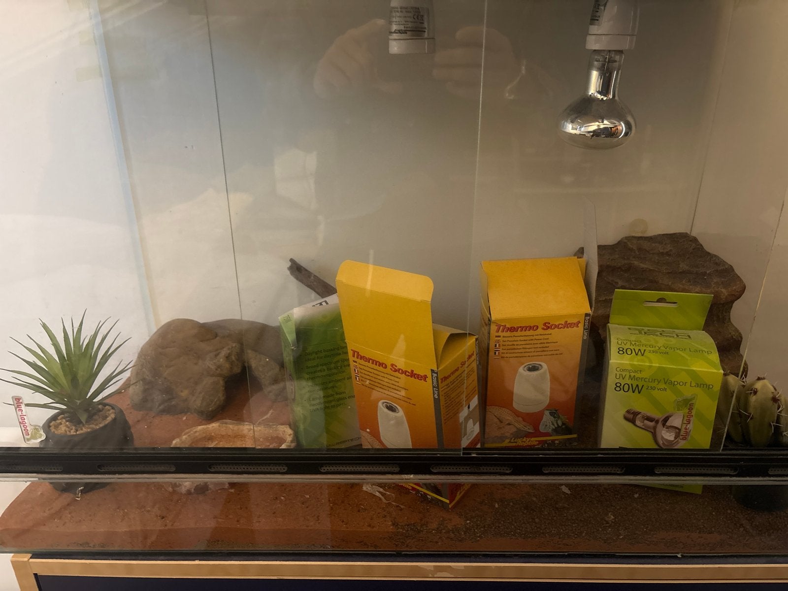Terrarium met toebehoren, Dieren en Toebehoren, Reptielen en Amfibieën | Toebehoren, Ophalen