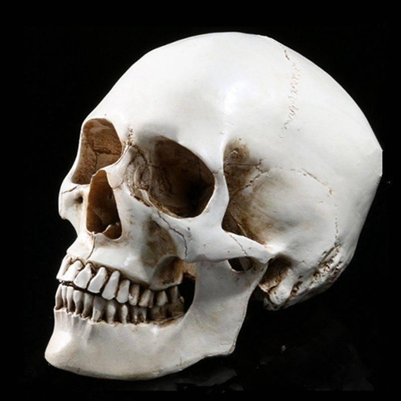 Schedel 1:1 / Doodskop School Anatomie Medisch Menselijke, Verzenden, Nieuw