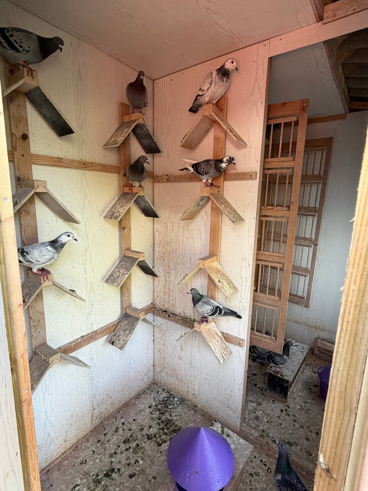 Duivinnen hokje te koop (hout ), Dieren en Toebehoren, Vogels | Hokken en Kooien, Ophalen, Gebruikt, Hout, Overige typen